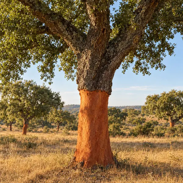 Korkeichen in Portugal